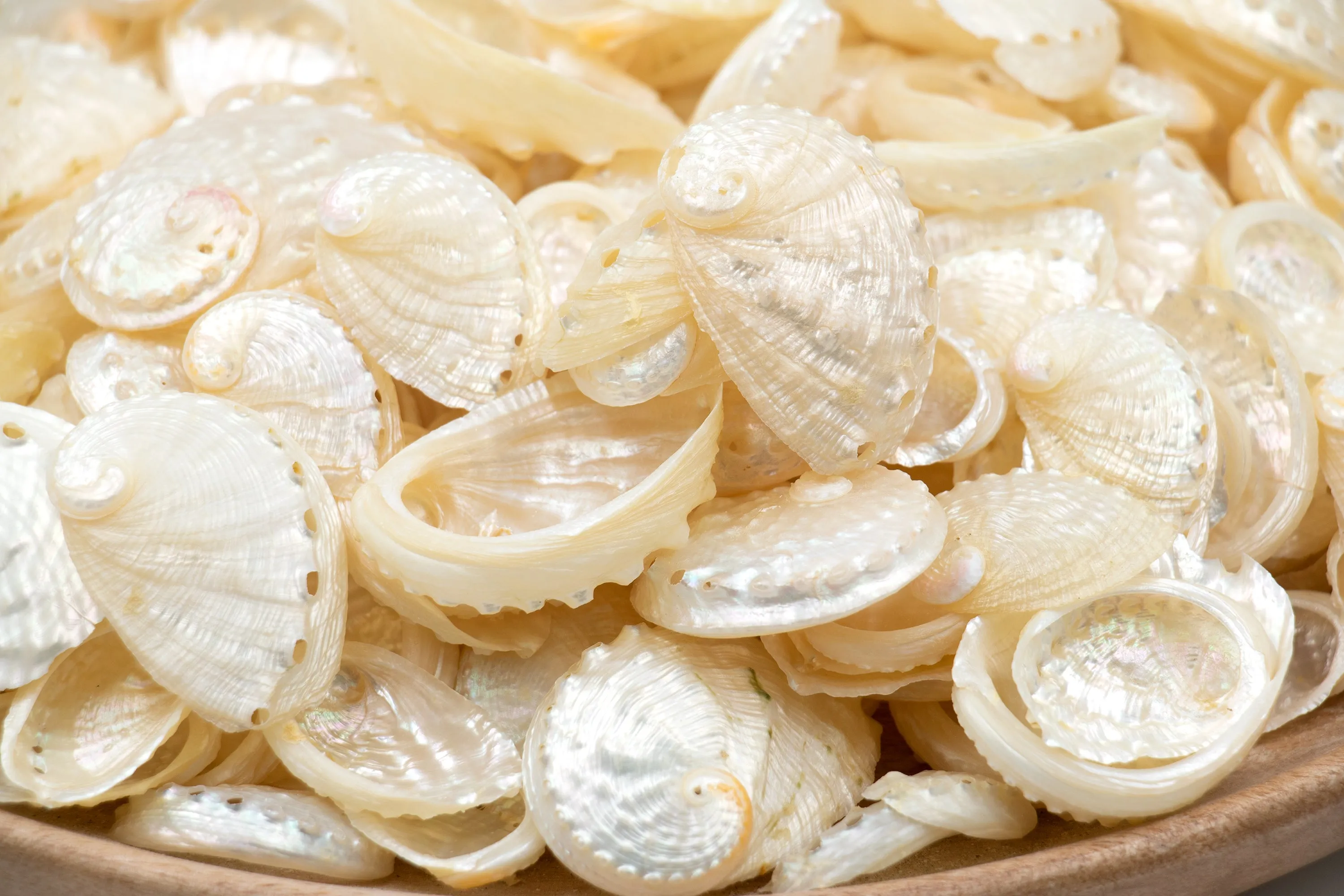 Pearled Abalone Shells - 1 Kg