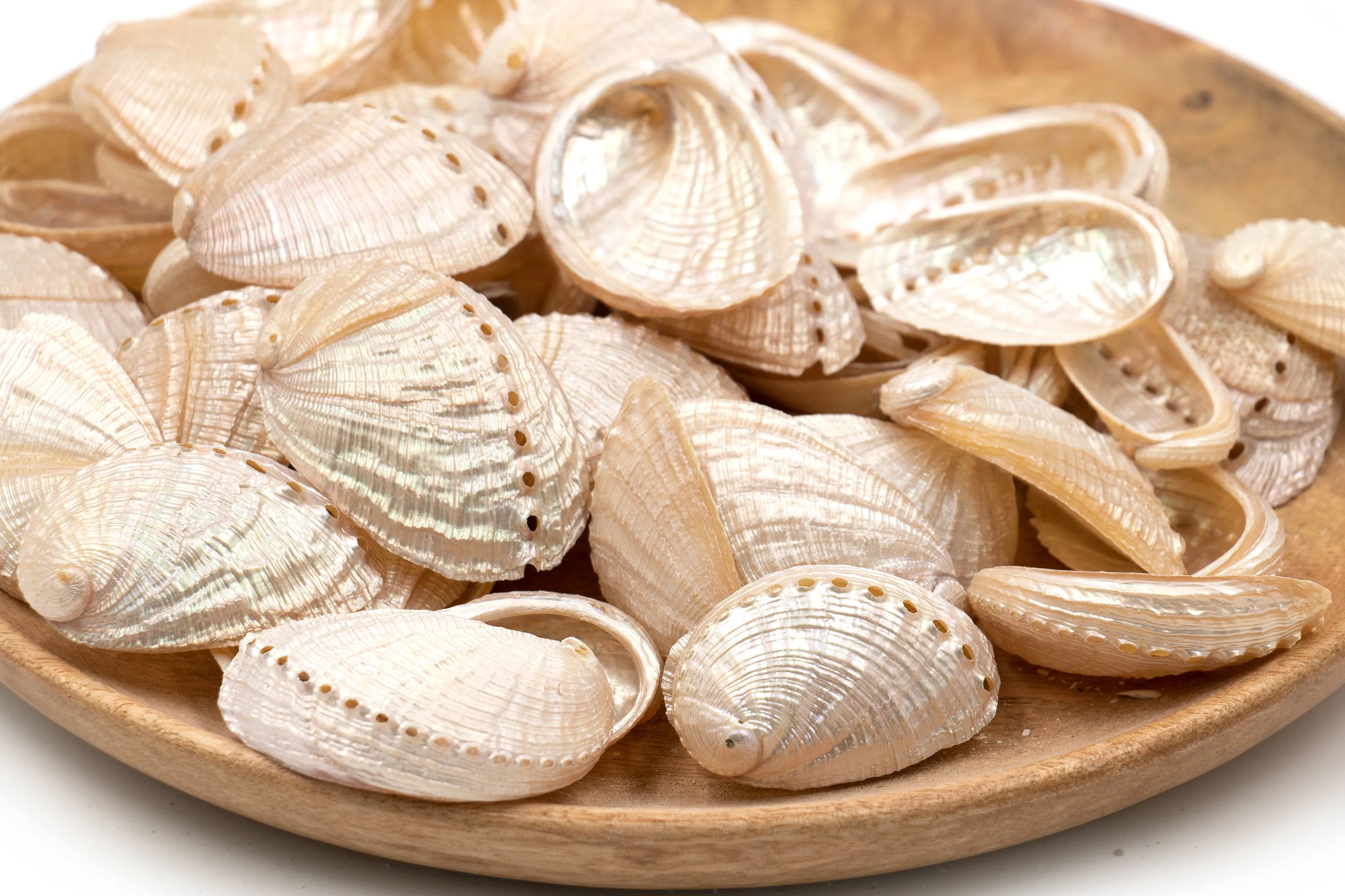 Pearled Champagne Abalone Shells - 1 Kg