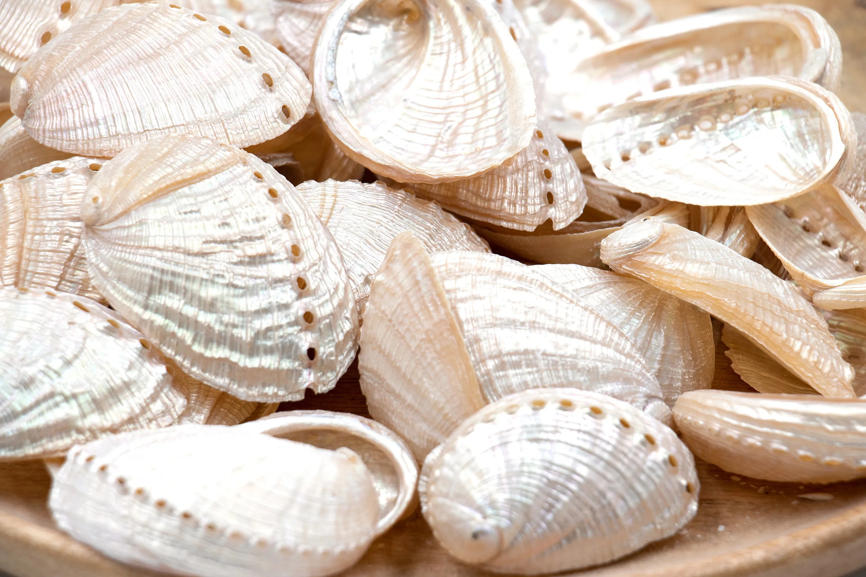 Pearled Champagne Abalone Shells - 1 Kg