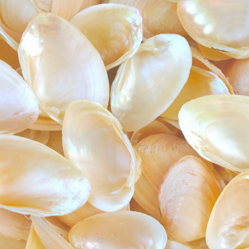 Pearled Champagne Clam Shells - 1 Kg