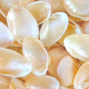 Pearled Champagne Clam Shells - 1 Kg