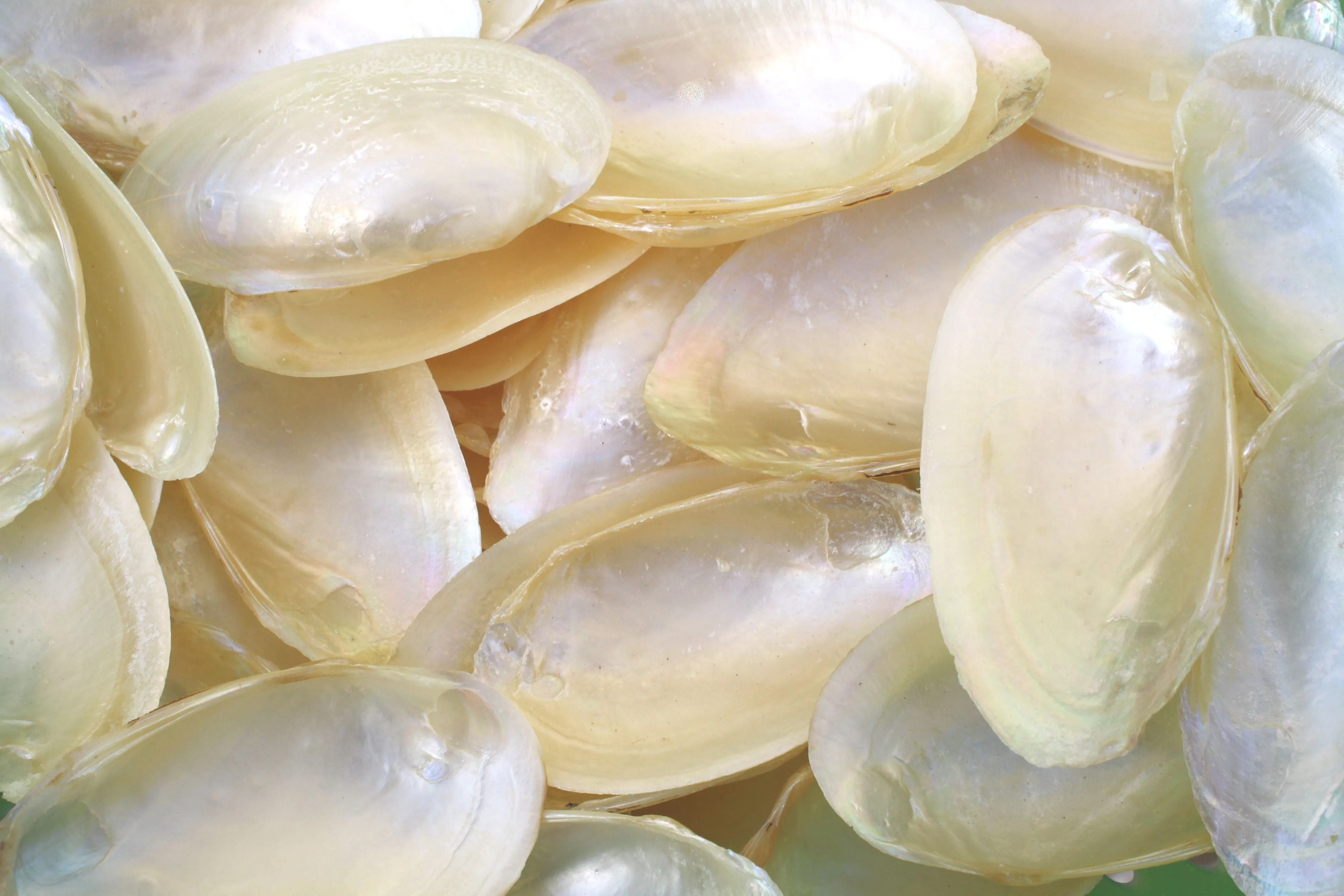 Pearled Creamy White Mussel Shells - 1 Kg