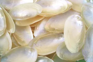 Pearled Creamy White Mussel Shells - 1 Kg