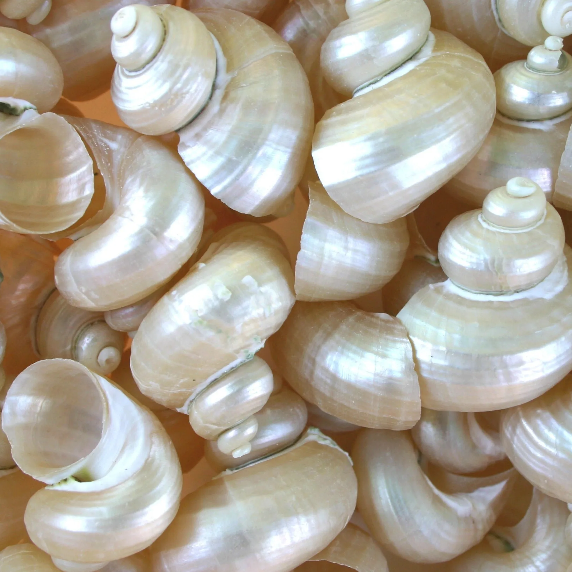 Pearled Turbo Shells - 1 Kg