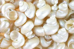 Pearled Turbo Shells - 1 Kg