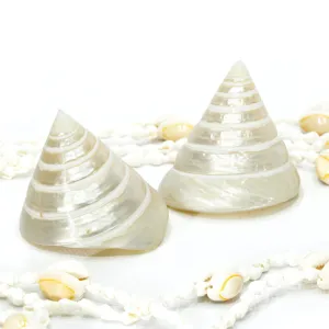 Pearled White Trochus Seashell