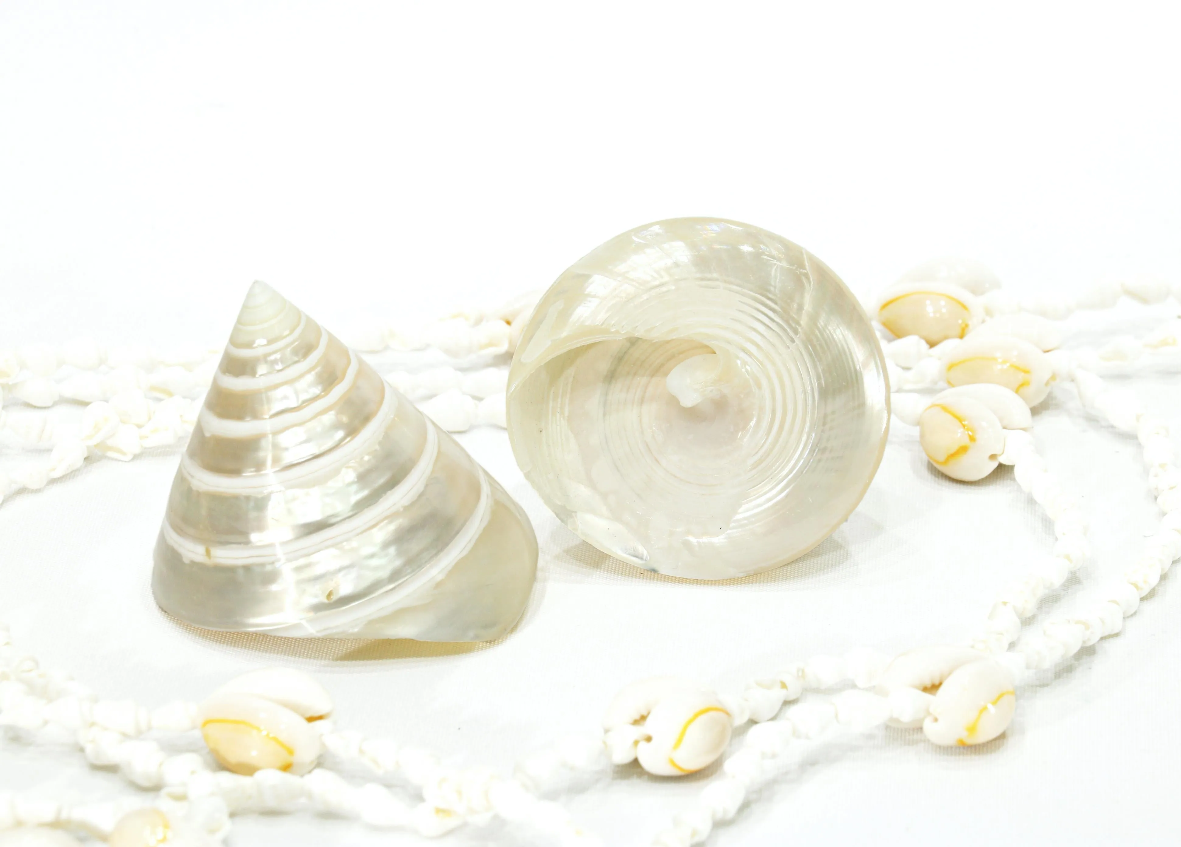 Pearled White Trochus Seashell