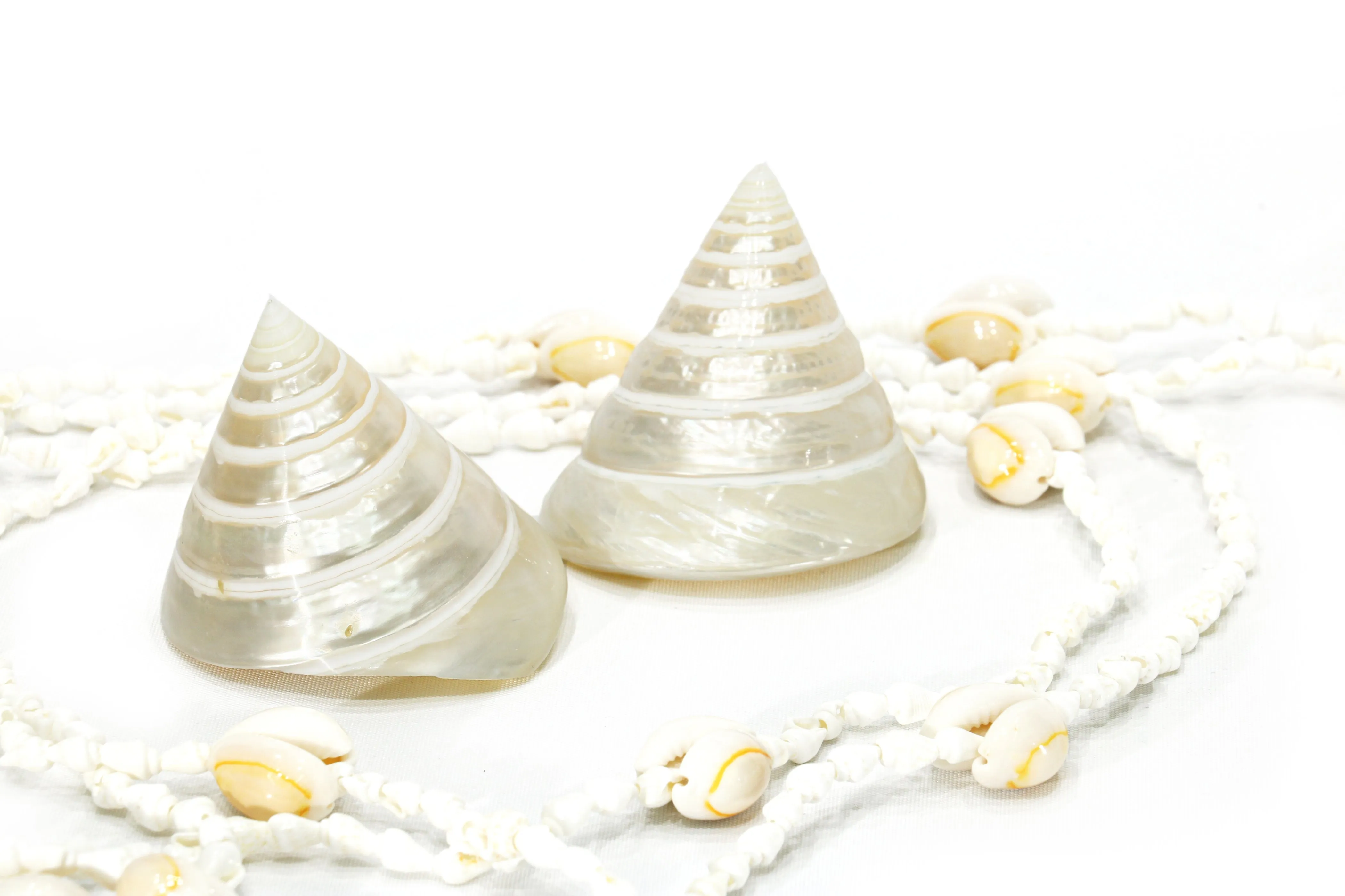 Pearled White Trochus Seashell