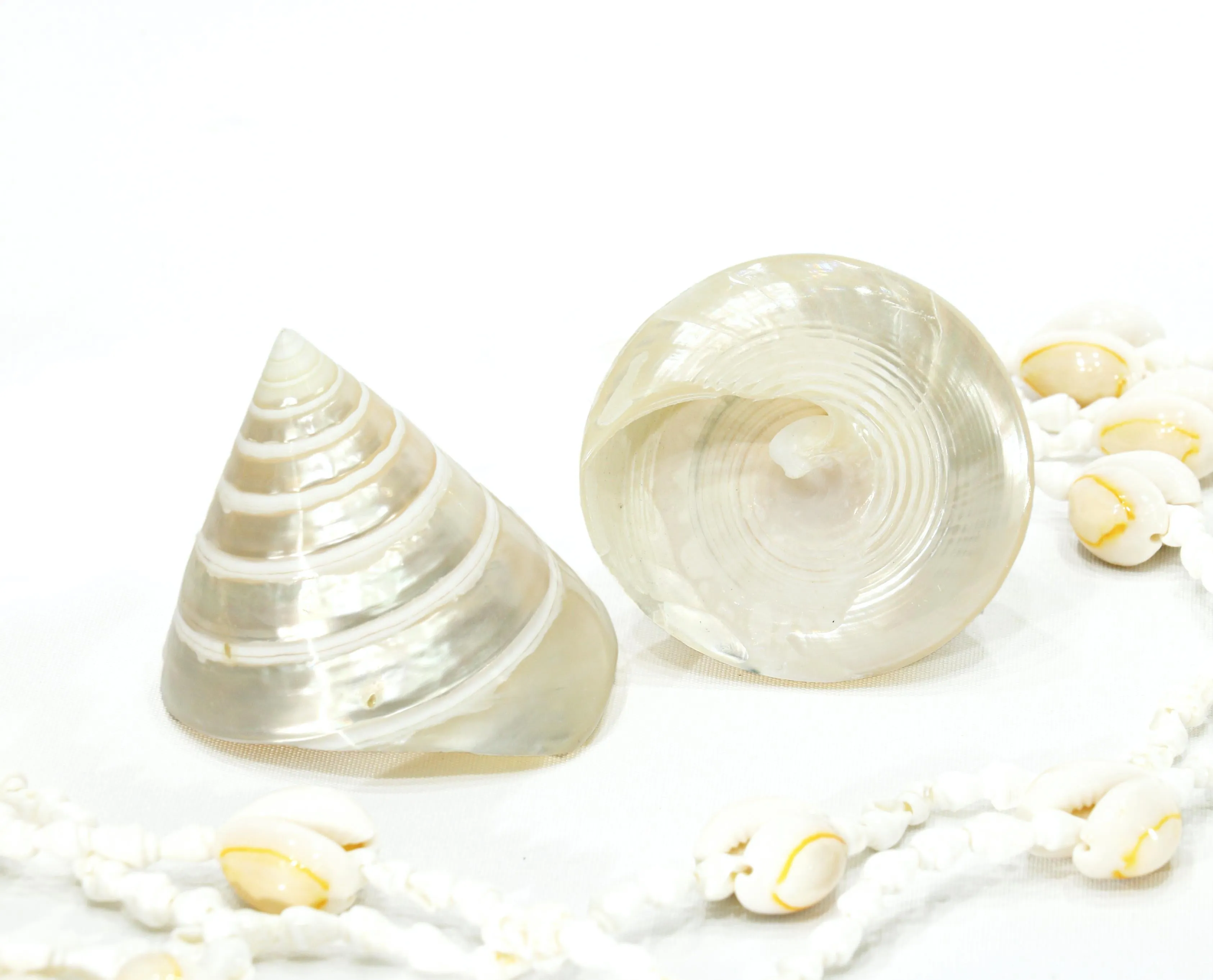 Pearled White Trochus Seashell