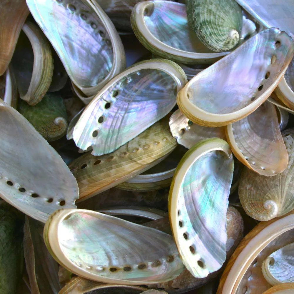 Pearly Green Abalone Shells - 1 Kg