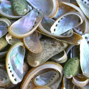 Pearly Green Abalone Shells - 1 Kg